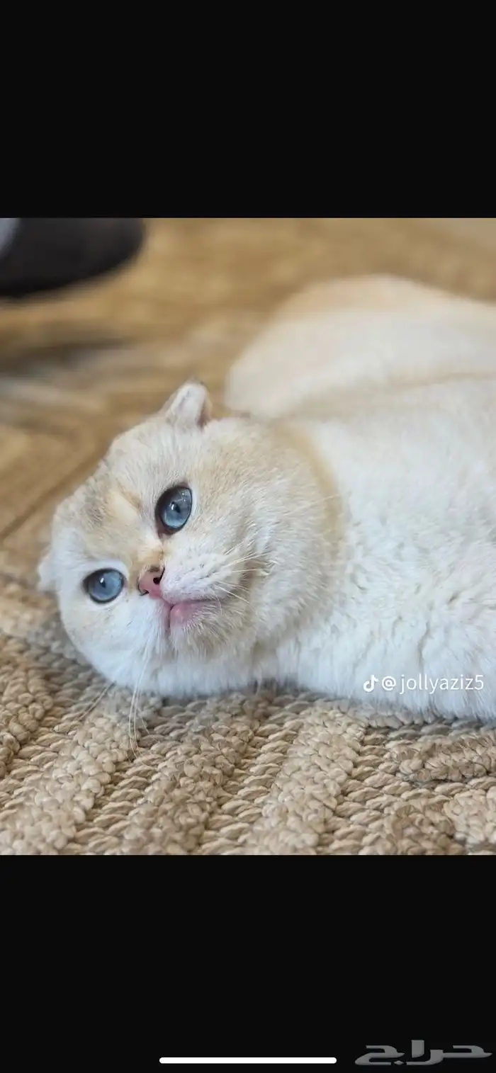 سكوتش فولد للتزاوج عرض حصري 0