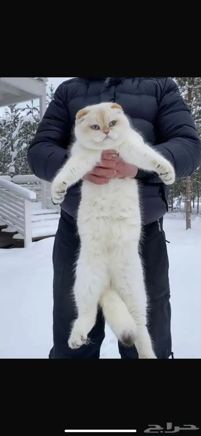 سكوتش فولد للتزاوج عرض حصري 3