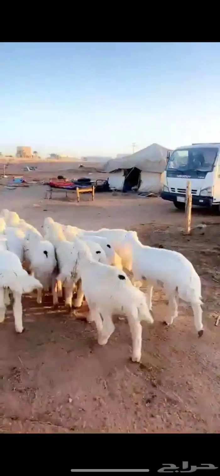 ذبايح حري خروف طلي خرفان طليان هرفي جبر لباني 1