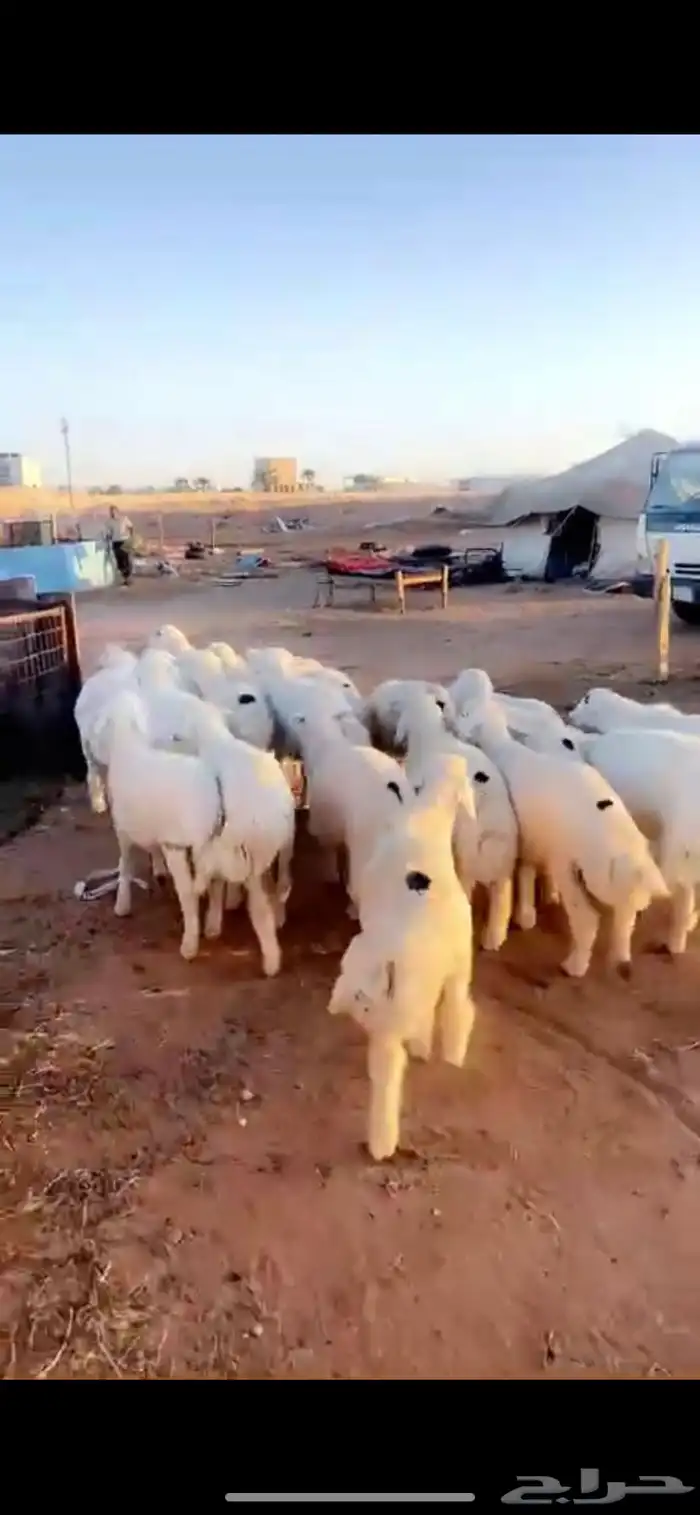 ذبايح حري خروف طلي خرفان طليان هرفي جبر لباني 0