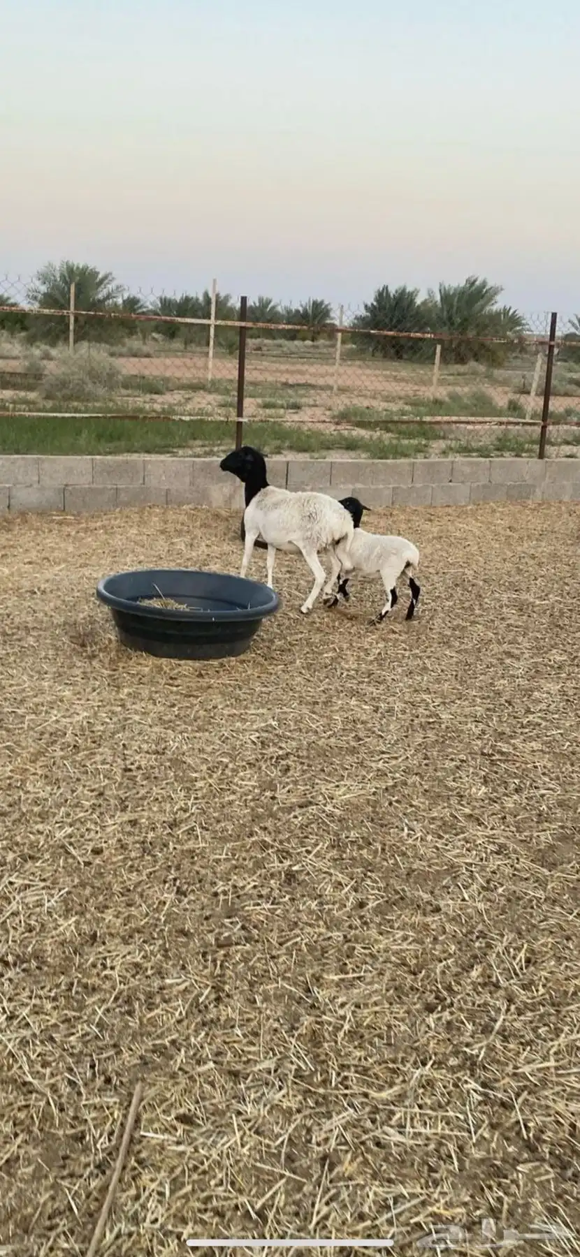 تم البيع شاه بربريه والد 0