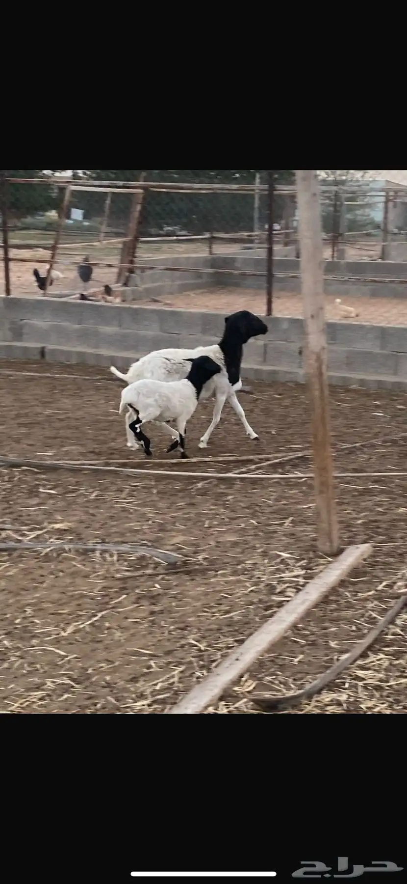 تم البيع شاه بربريه والد 3