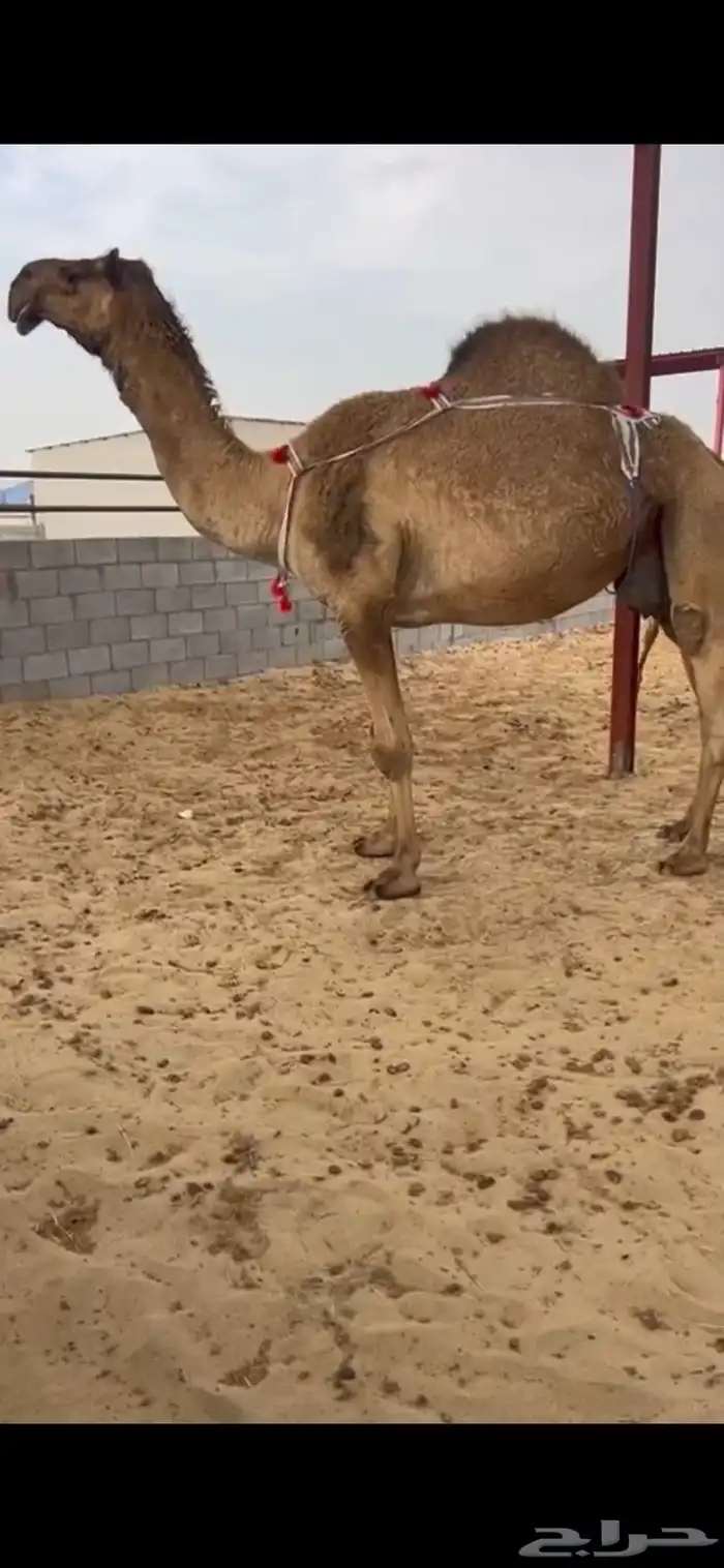 ناقه صفرا طيبه 4