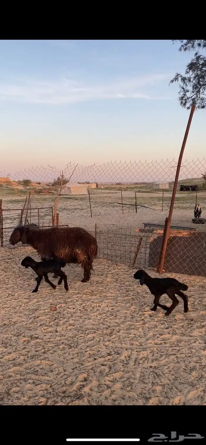 تمم البيع 1