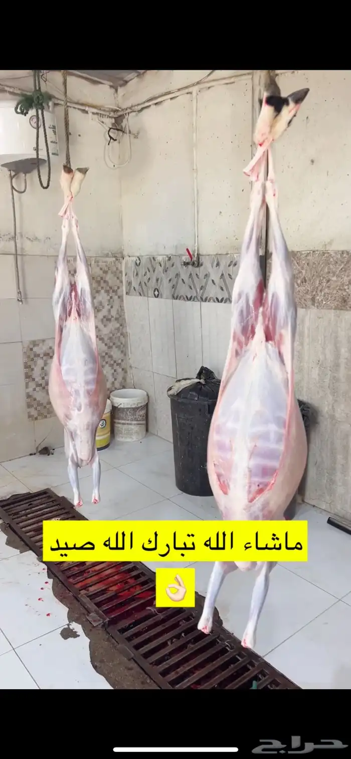 ذبايح ومراح ابو وهج لذبائح 4