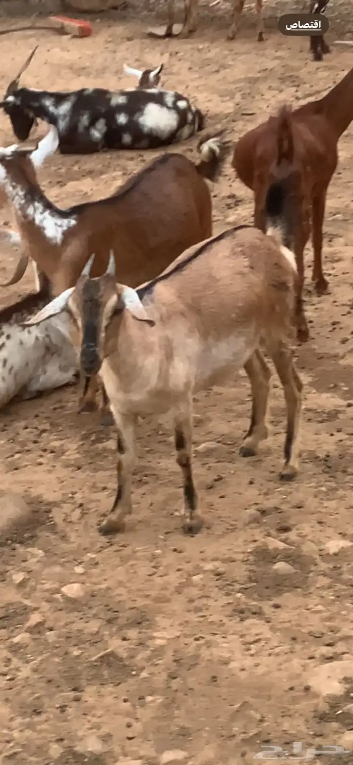عنز جذعه دافع ضروبه وعل 0