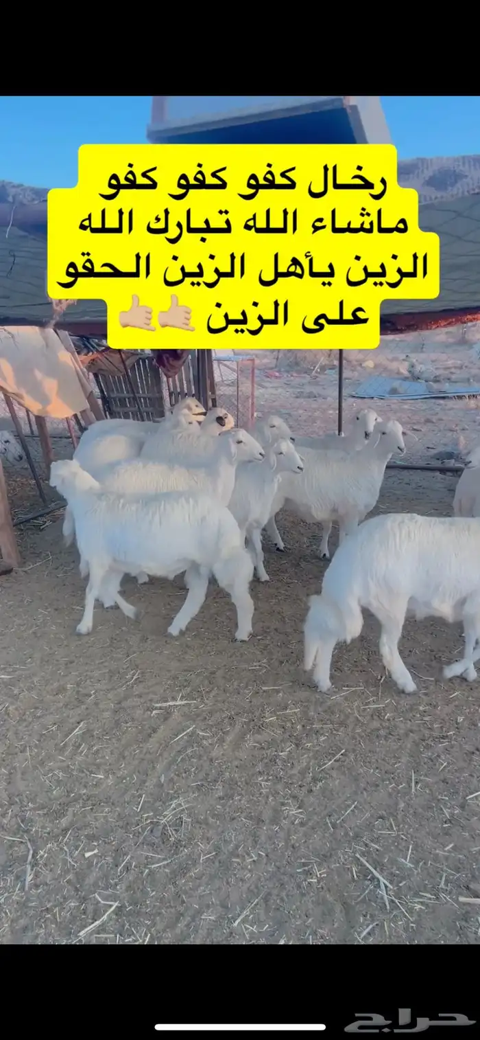 ذبايح ومراح ابو وهج لذبائح 8