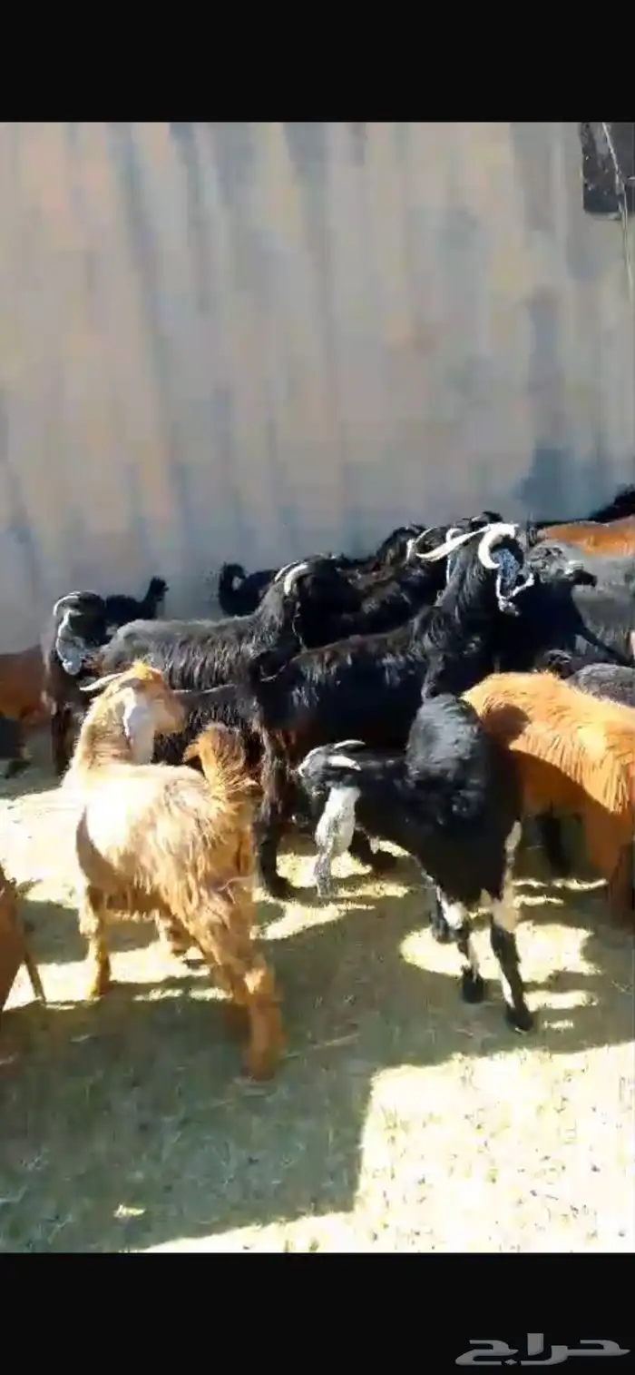 خرفان سواكن ورفيدي بلدي وتيوس لاتفوتكم عروضنا 7