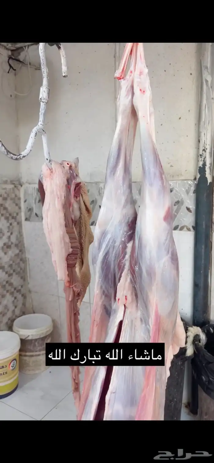 ذبايح ومراح ابو وهج لذبائح 6