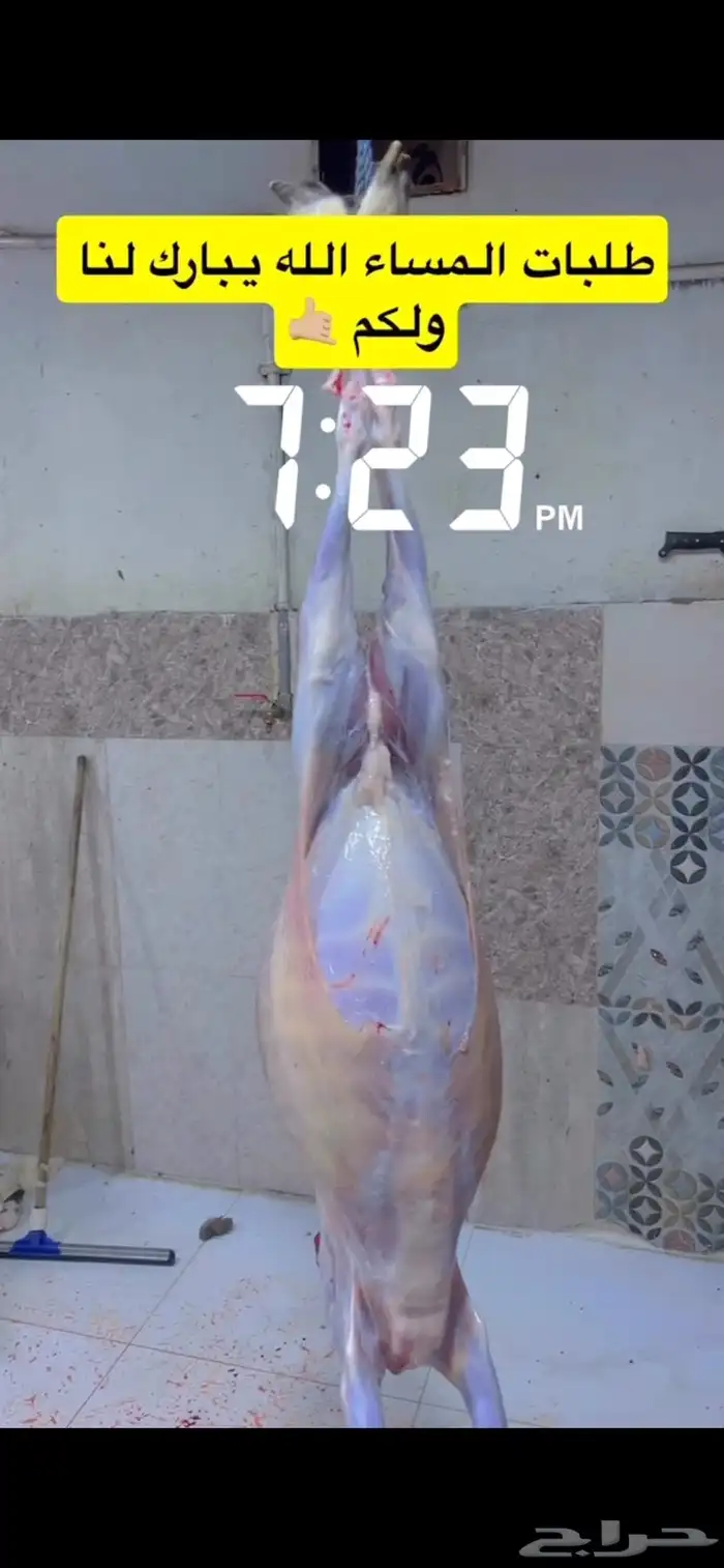 ذبايح ومراح ابو وهج لذبائح 3