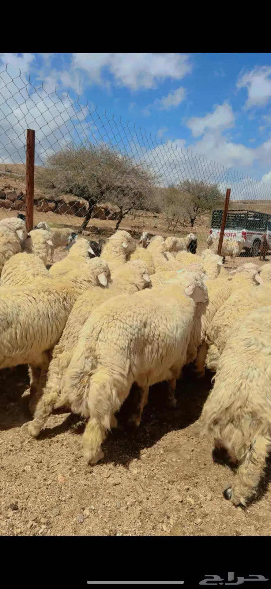 طليان حريه للبيع 4