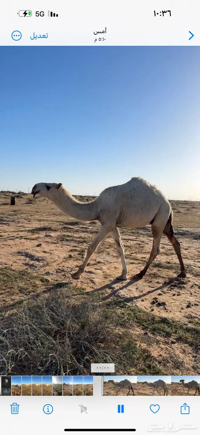 قعود رماني 0