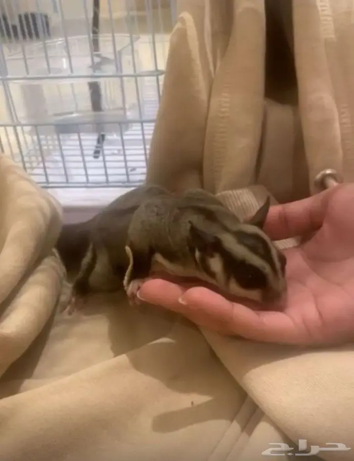 للبيع سنجاب طائر مع القفص و الأكل 3