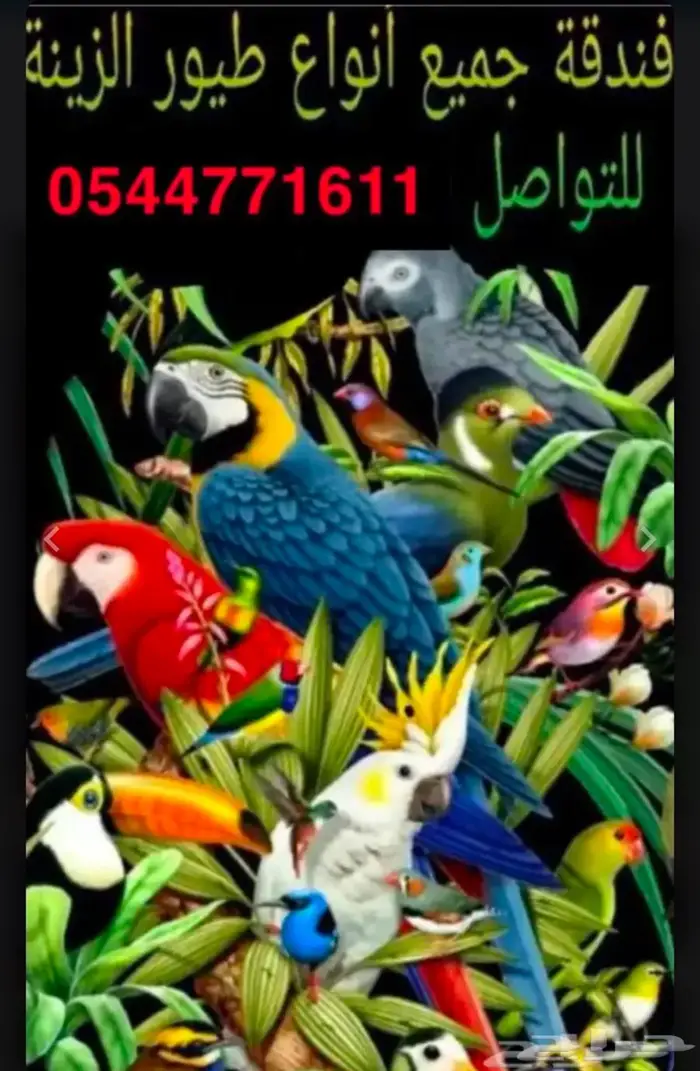 فندقه طيور 0