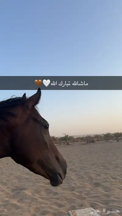 فرس إنجليزية العمر 3سنوات للبيع 0