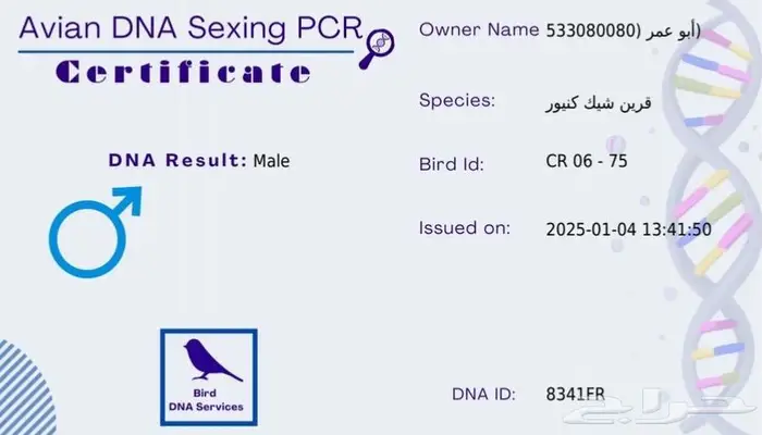 جوز كنيور للبيع. 1