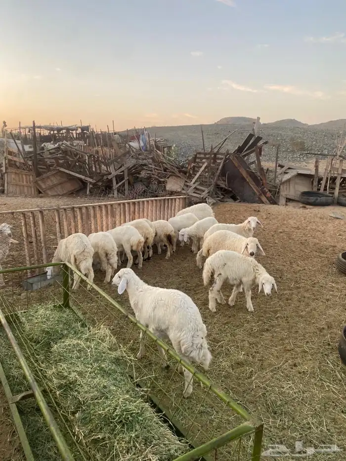 ذبايح طليان و رخال حري و سواكني يوجد ذبح و توصيل 8