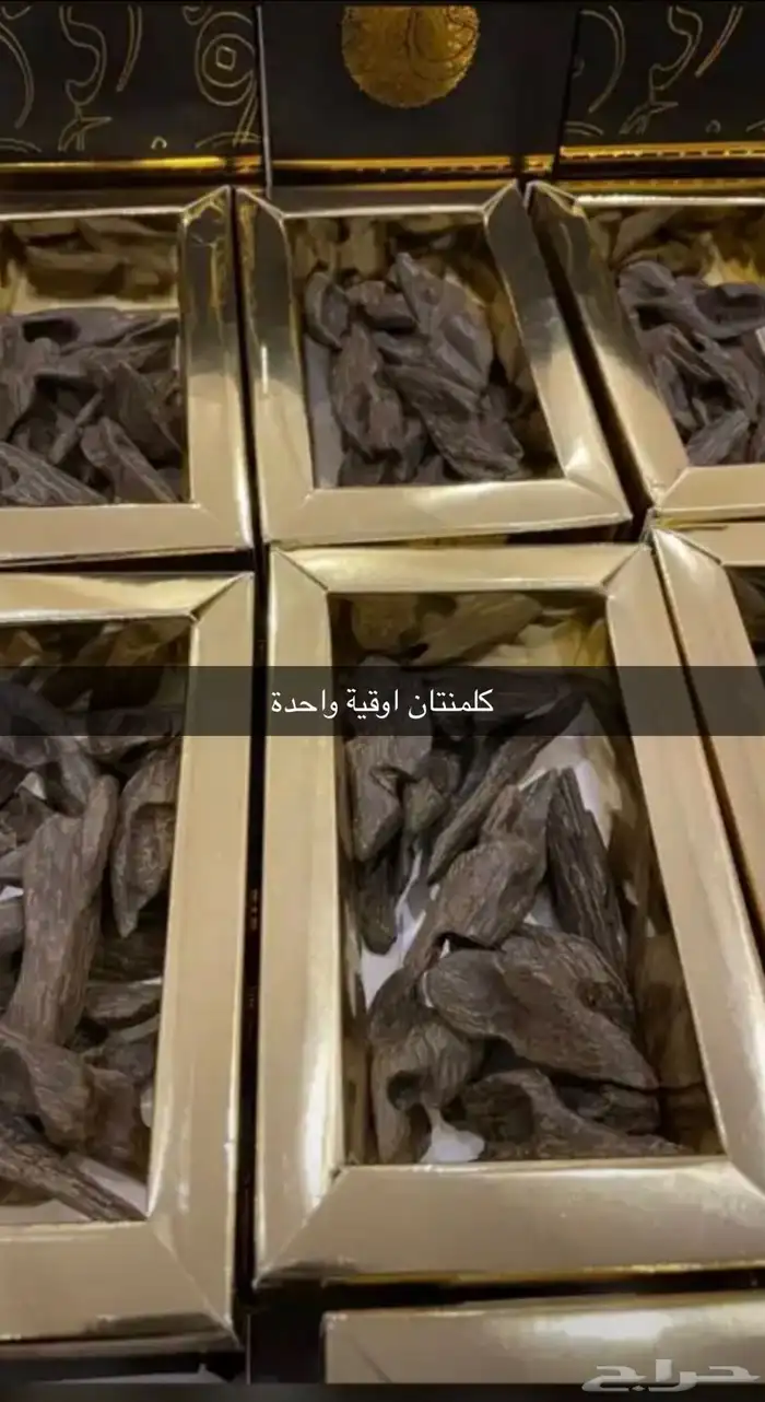 عود مروكي وكلمنتان محسن فاخر 3