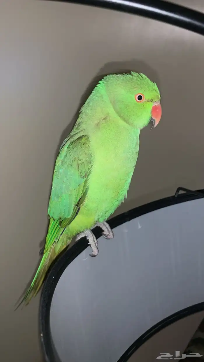 ببغاء الدره الييف مع قفصه واكله مو كثير مره يتكلم يقول يسلم 0
