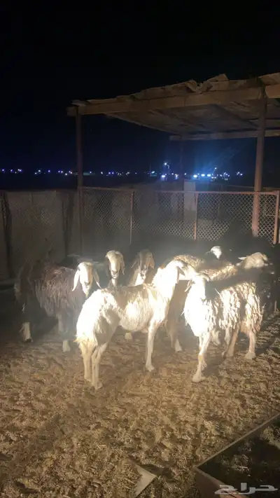 يوجد ضان البيع العداد 7 الموقع الصلصلة 2 نجد و5حبص 0