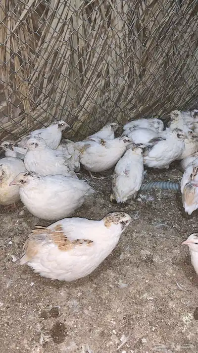 سمان اوروبي 1