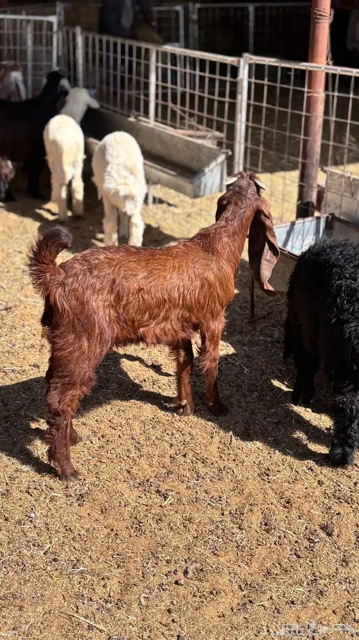 تقسيط ذبائح 2