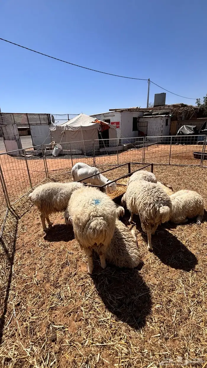 تقسيط ذبائح 1