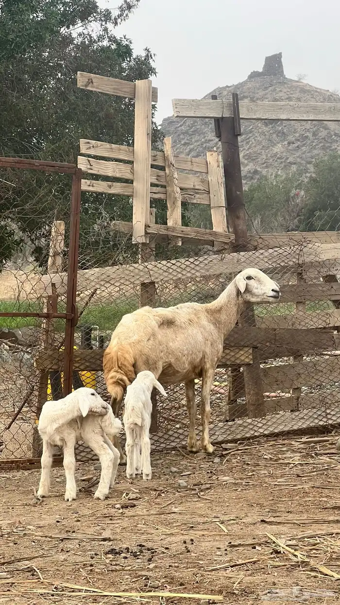 غنم- تم البيع 0