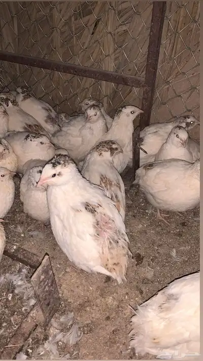 سمان اوروبي 0