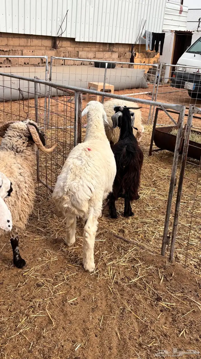 تقسيط ذبائح 4