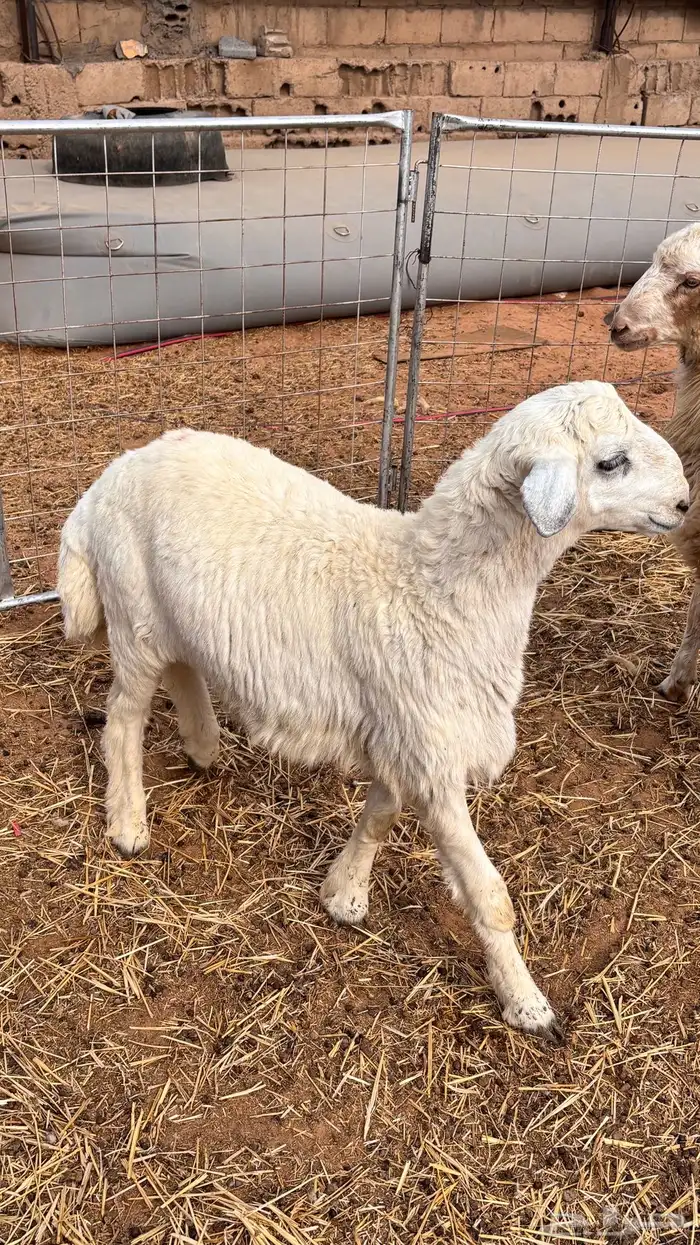 تقسيط ذبائح 3