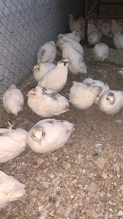 سمان اوروبي 2
