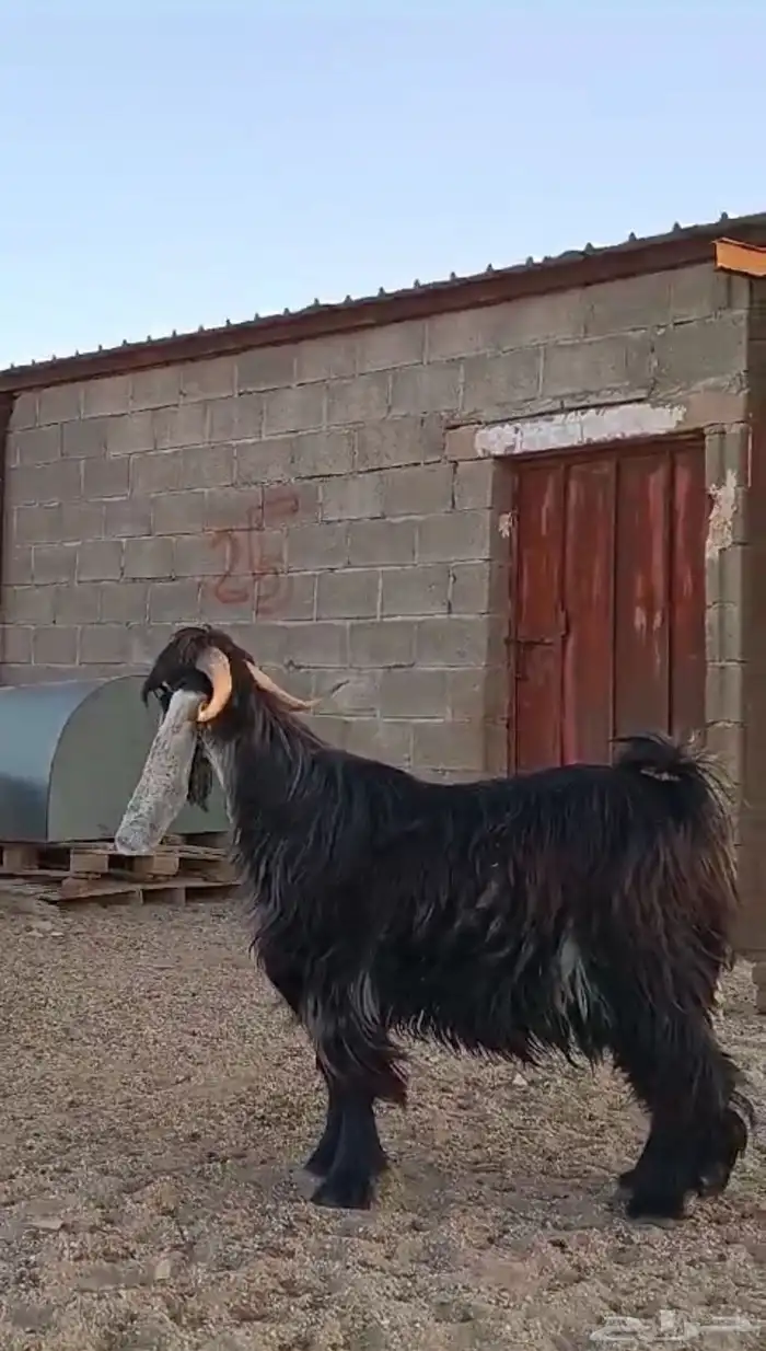 تيس عارضي ثني مشروط. تم البيع 2
