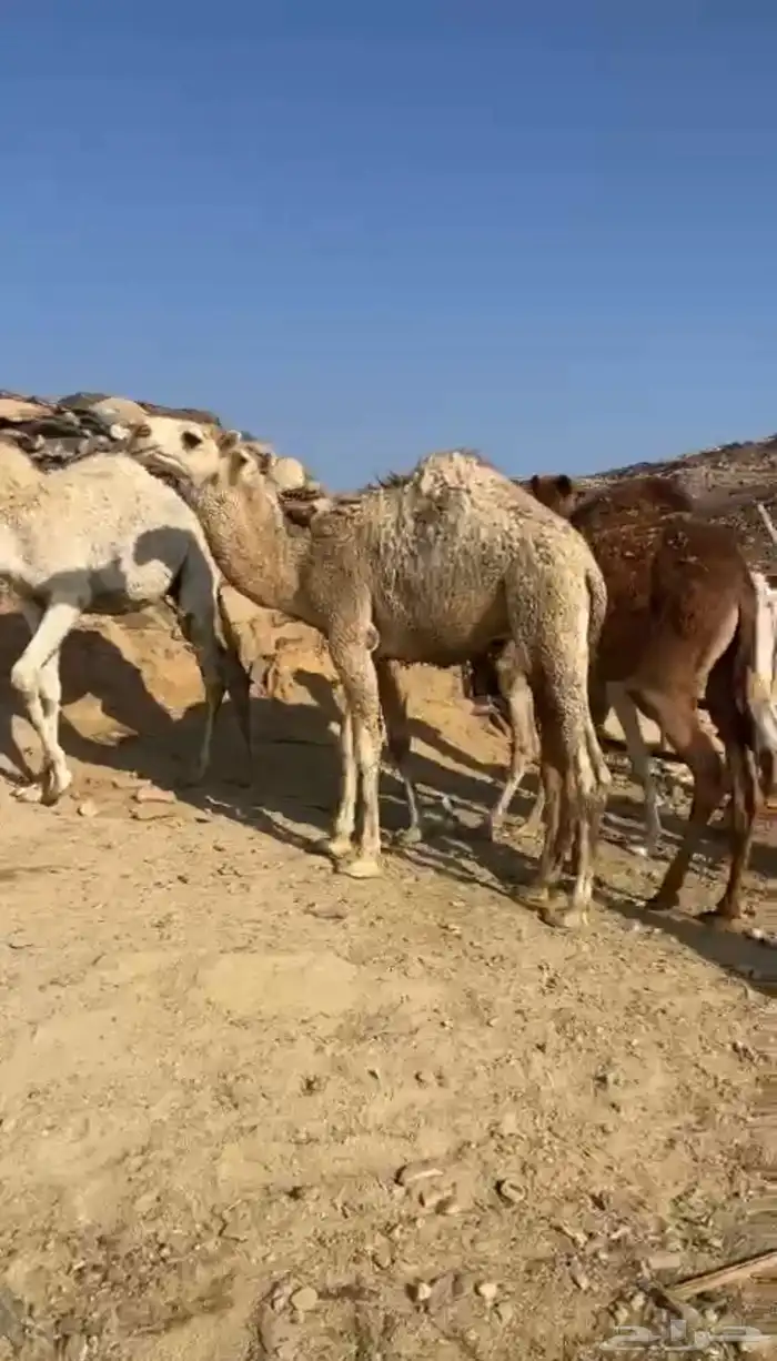 حشوان للبيع 0