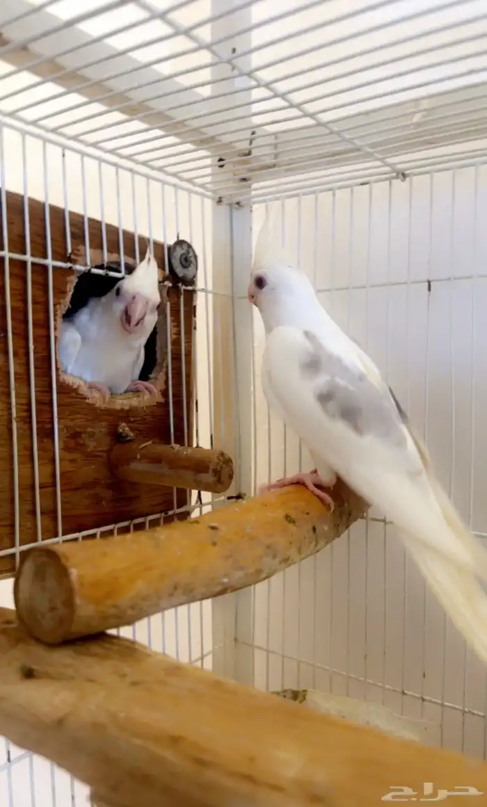 زوج كروان ريسسف نوادر مع انتاجه (تم البيع ) 0