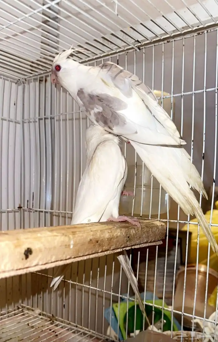 زوج كروان ريسسف نوادر مع انتاجه (تم البيع ) 2