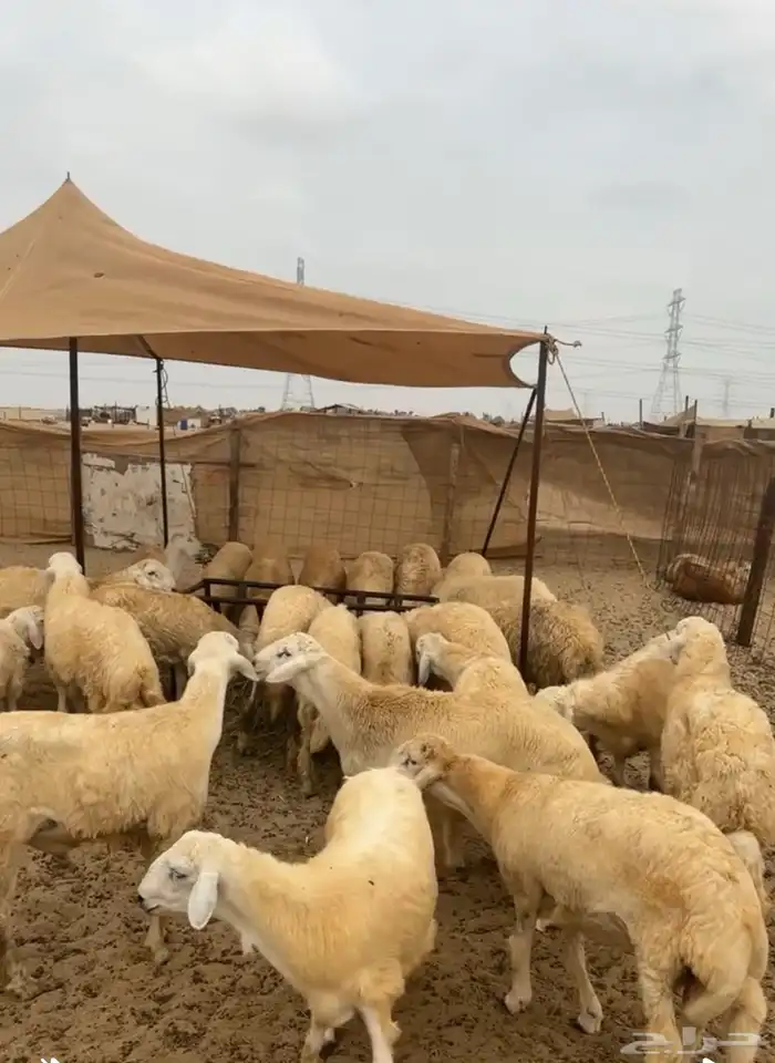 طليان حرية للبيع 1
