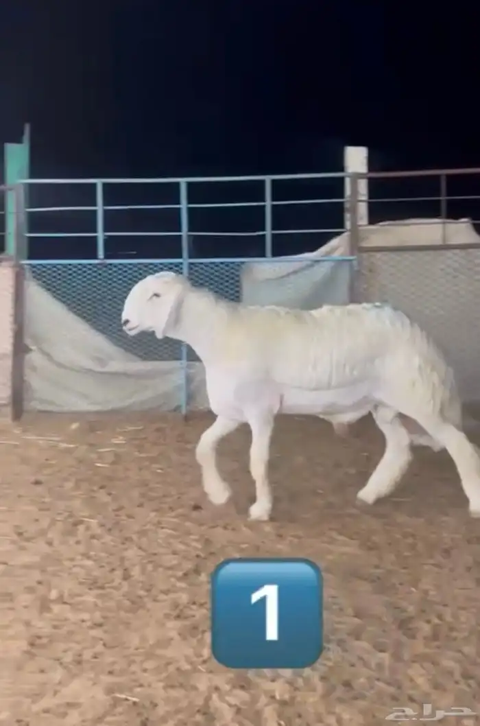 مشروع حري فاخر ( تم البيع ) 0