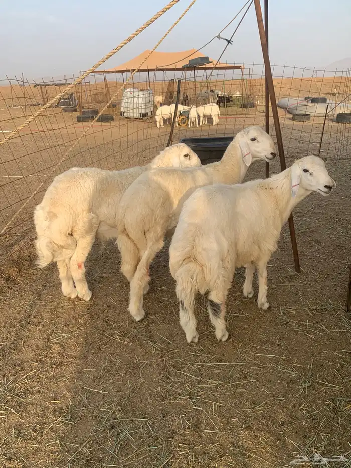 طليان حري ذبايح مناسبات زواجات ثلاجه يوجد صلخ وتوصيل 4
