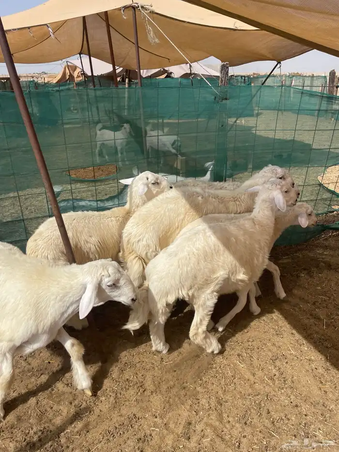 ذبائح العيد طليان حري تربيه نظيفة وتيوس محايلي 4