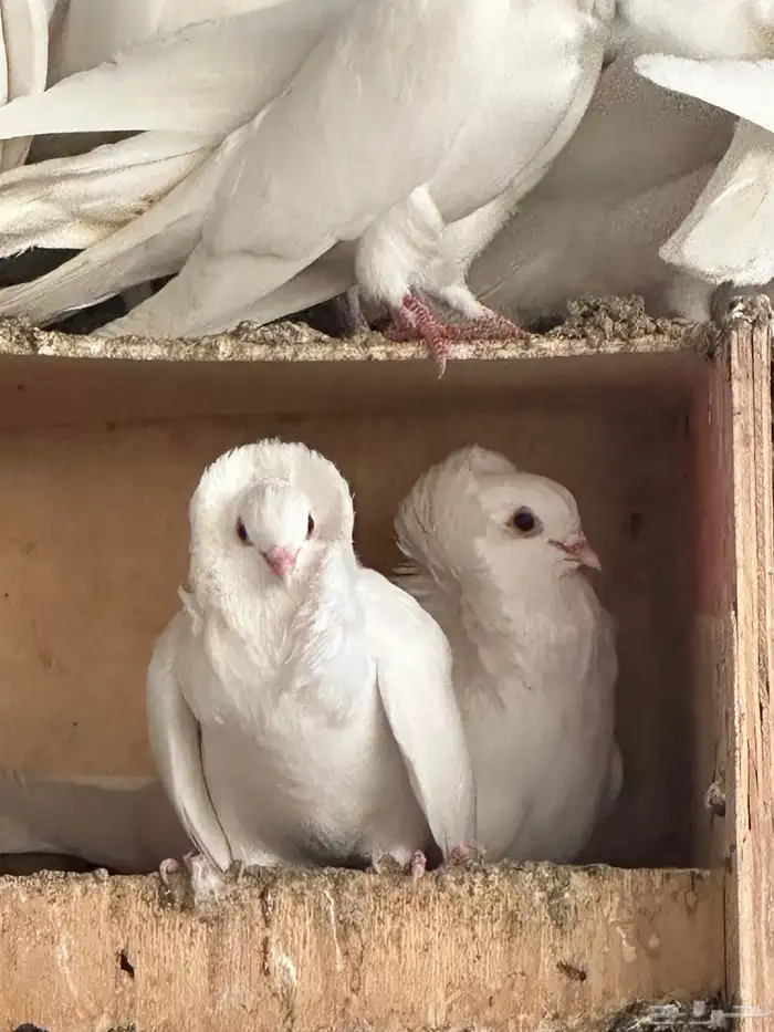 للبيع حمام بلجيكي 4