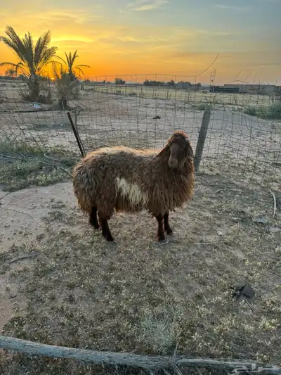 جذعه دافع 4