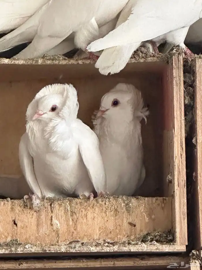 للبيع حمام بلجيكي 5