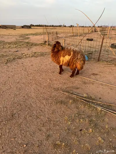 جذعه دافع 1