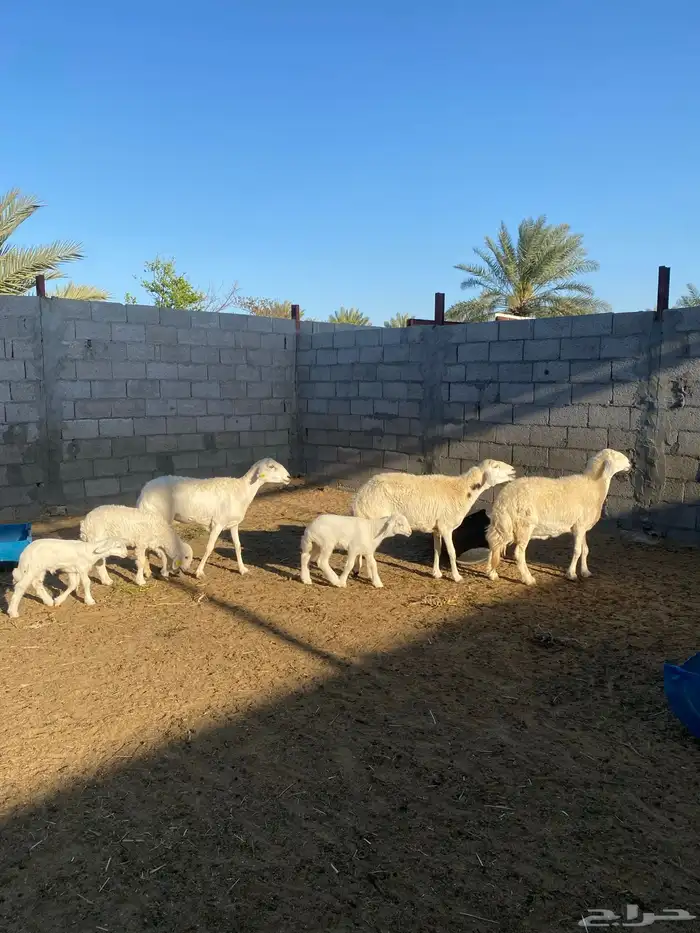 حريات رغايث تم البيع 0