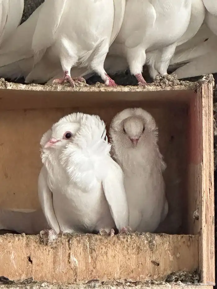 للبيع حمام بلجيكي 3