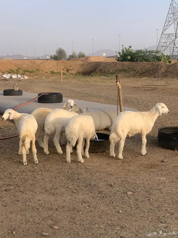 طليان حري ذبايح مناسبات زواجات ثلاجه يوجد صلخ وتوصيل 5