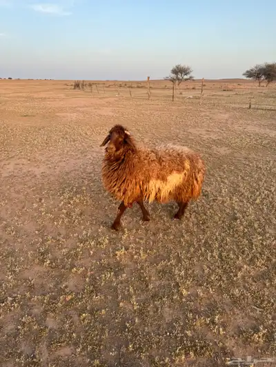 جذعه دافع 2