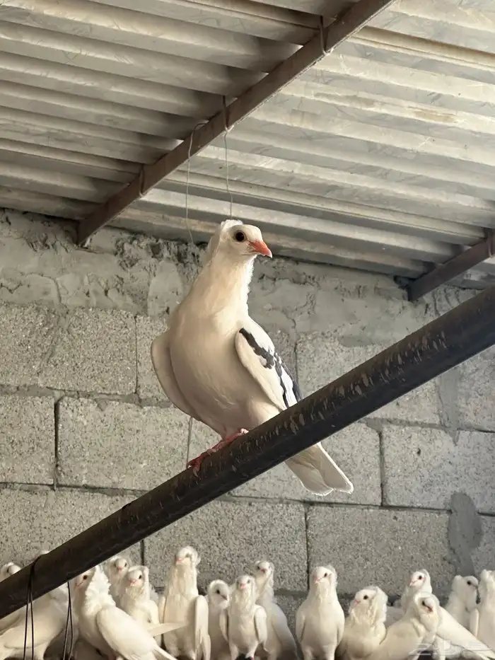 للبيع حمام بلجيكي 0