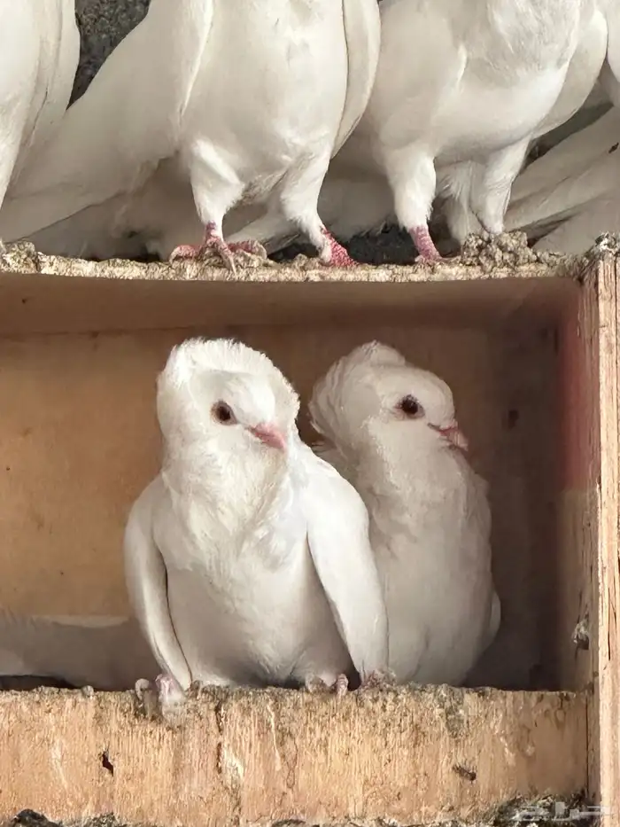 للبيع حمام بلجيكي 2